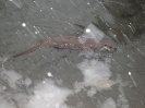 Schnee in Hülle und ...